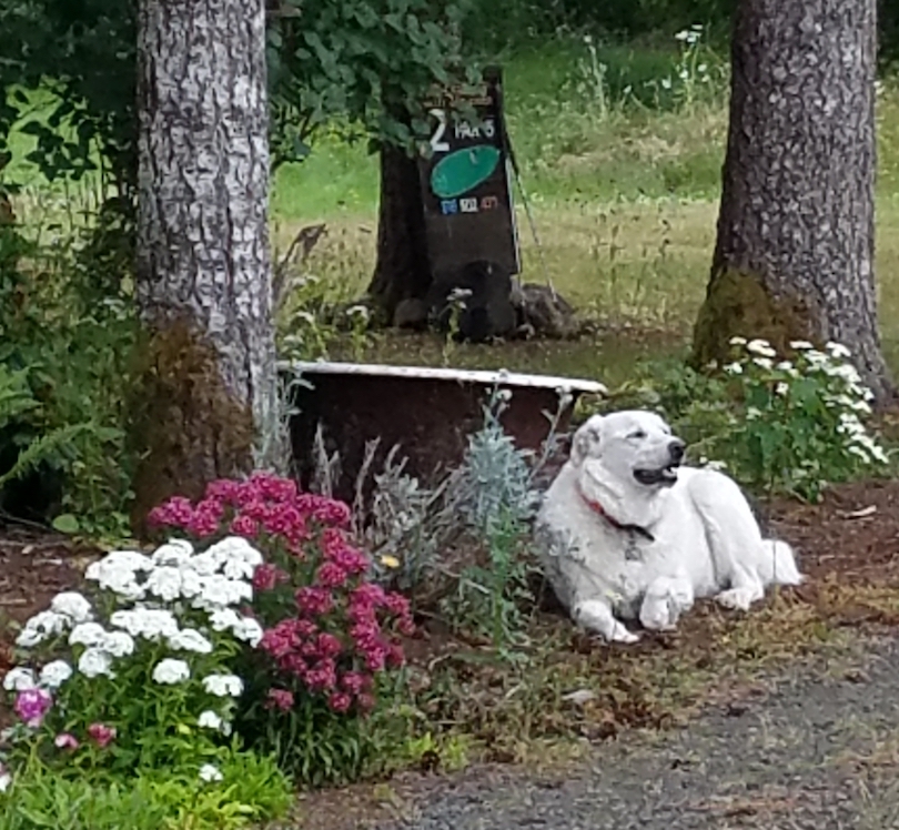 dog laying by flowers