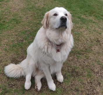 dog sitting in grass