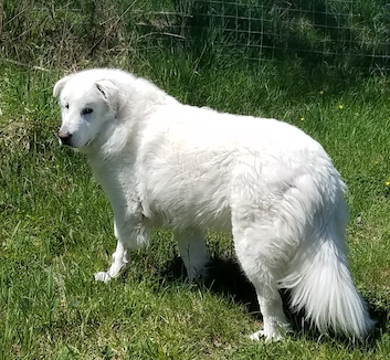 pyrenees dog