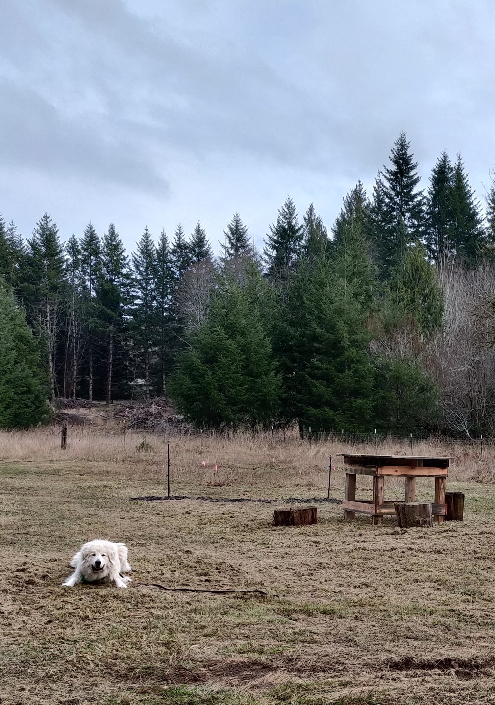 dog in outdoor play area