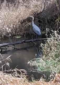 heron in pond