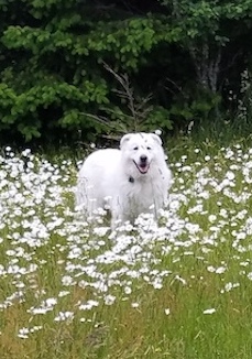 dog standing in tall grass with white flowers