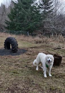 dog in outdoor play area