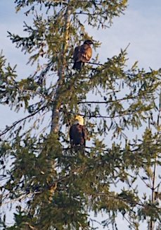 eagles in a tree