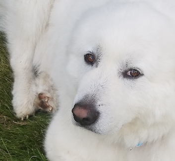 pyrenees dog