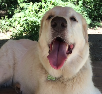 pyrenees dog