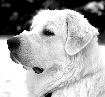 pyrenees dog