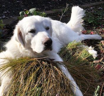 pyrenees dog