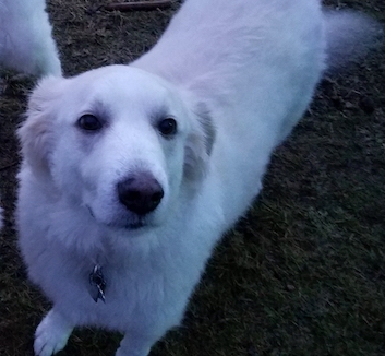 pyrenees dog