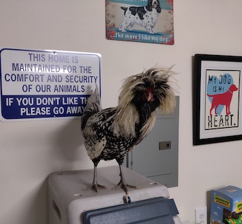 rooster standing on printer in office