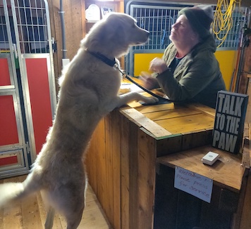 pyrenees dog on hind legs