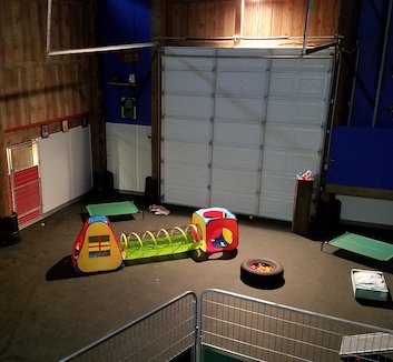 indoor play area for dogs