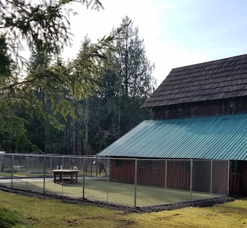 outdoor fenced play area for dogs