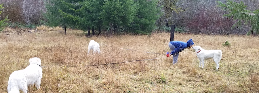 Person with dogs in field