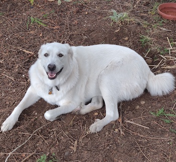 pyrenees dog