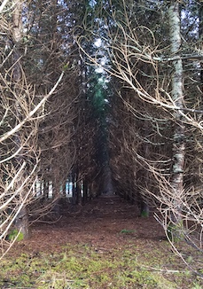 row of trees